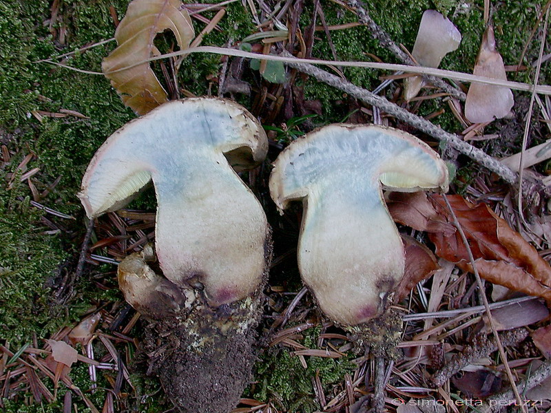 Funghi del vento e della siccit